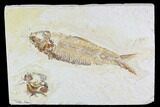 Detailed, Fossil Fish (Knightia) - Wyoming #108315-1